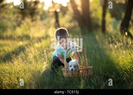 little baby boy puts a cute puppy in a wicker basket at sunset in the forest. The concept of friendship, happiness, joy and childhood. Stock Photo