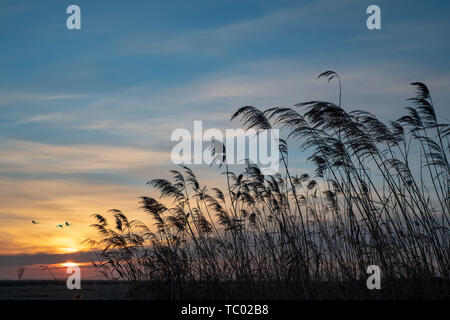 Red-Crowned crane flying at sunset Heilongjiang Province China Stock ...