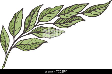 Branch of laurel tree Stock Vector