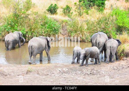 Elephants, elephants, pictured in Masai Mara, Kenya Stock Photo