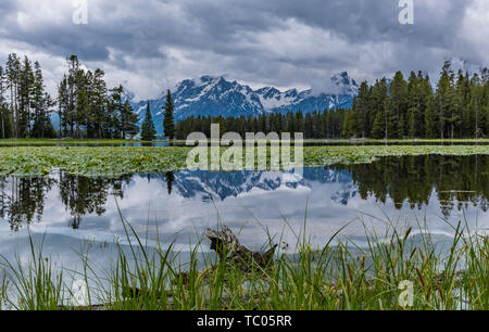 Tetons Range Reflects in Swan Water on Calm Afternoon Stock Photo