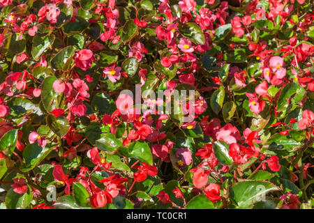 Shenyang Zhaoling autumn sunny day under four seasons Begonia flower close-up Stock Photo