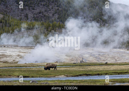 A bison grazes at Biscuit Basin in Yellowstone National Park. Stock Photo