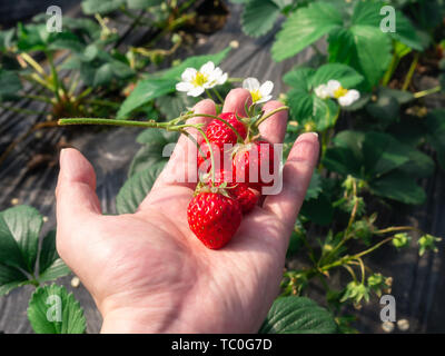 Fresh strawberries picked in the palm of your hand. Stock Photo