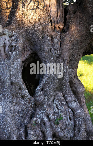 Hollow in an olive tree. Olive wood texture. Italy, Puglia region, south of the country Stock Photo
