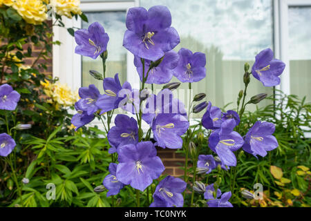 Campanula Medium Canterberry Bells, purple flowers in a front garden Stock Photo