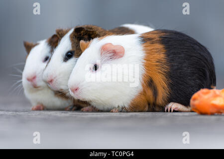 Three guinea pigs / Dutch rats / Dutch pigs / guinea pigs looking in the same direction Stock Photo