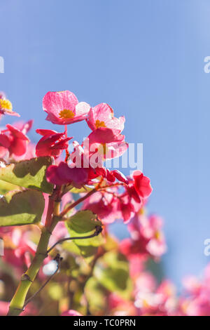 Shenyang Zhaoling autumn sunny day under four seasons Begonia flower close-up Stock Photo