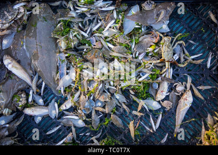 Shrimper's catch from shrimp drag net on the beach showing shrimps, crabs and fish like sole, lesser weever, mackerel caught along the North Sea coast Stock Photo