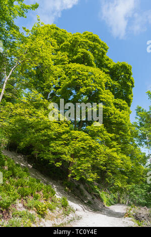 Acer pseudoplatanus (Sycamore tree AKA Sycamore Maple tree) in Summer in West Sussex, England, UK. Stock Photo