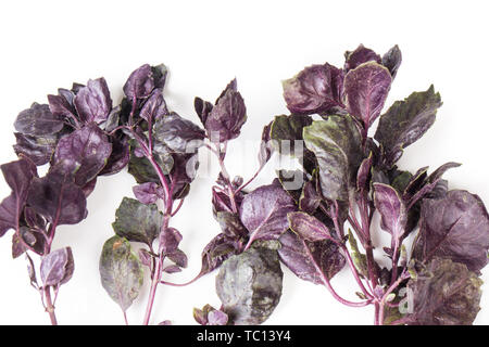 Organic red Basil stalk isolated on white background Stock Photo