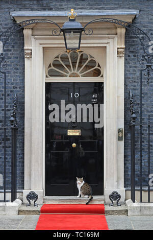 Larry the cat in Downing Street, London, as Prime Minister Theresa May welcomes US President Donald Trump on the second day of his state visit to the UK. Stock Photo