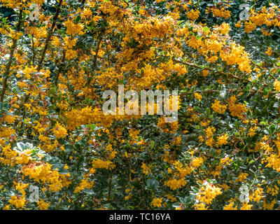 A part of a large flowering bush of Berberis dawinii Stock Photo
