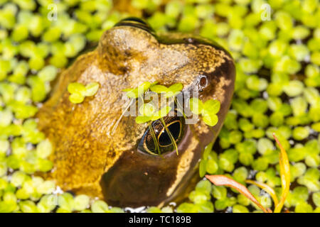 Still common frog (Rana temporaria) half submerged in garden pond surrounded by pond weed. Taken in Poole, Dorset, England.