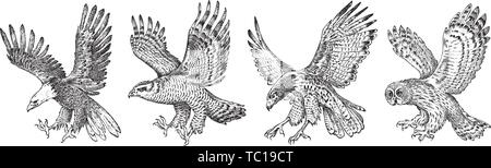 Set of wild birds. Goshawk, Pallid harrier, Black kite, Owl and eagle. Hand drawn vector sketch in engraved graphic style. Stock Vector