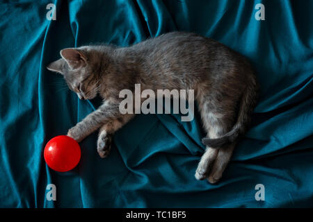 Beautiful gray little cat sleeping on the couch with a red ball Stock Photo
