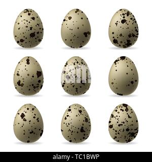 Realistic isolated quail eggs on white background. Stock Vector