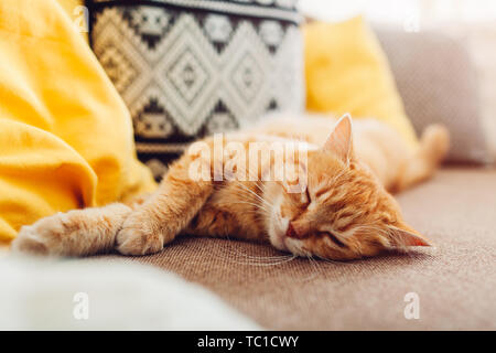Ginger cat sleepng on couch in living room surrounded with cushions. Pet relaxing at home Stock Photo