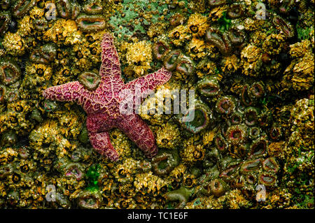 Sea Star, anemones, and barnacles, Houda Point, near Trinidad, California Stock Photo