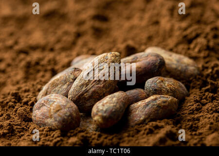 Roasted unpeeled cocoa beans sitting in cocoa powder. Blurred background. Stock Photo
