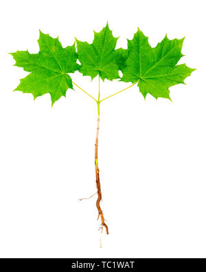 Young maple tree with roots isolated on white background. Stock Photo