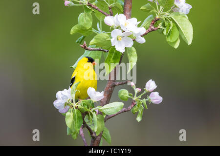 Male American goldfinch perched in a flowering apple tree in northern Wisconsin. Stock Photo