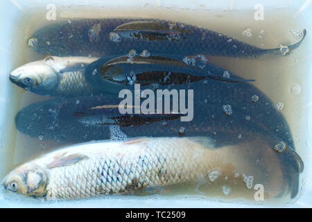 Stale fish hi-res stock photography and images - Alamy