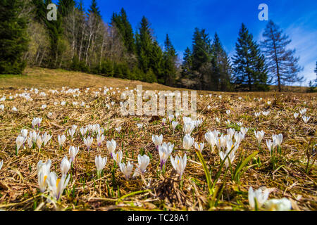 White crocus flowers blooming on the spring meadow Stock Photo