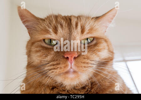 Large orange cat looking directly at the camera; the ears turned out sideways, signalling anger, annoyance, irritation; Stock Photo