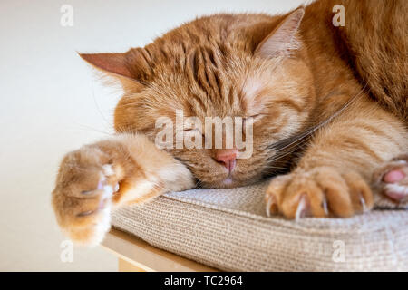 Large orange cat sleeping on a chair; large claws visible on on of the front paws Stock Photo