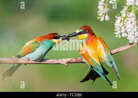 courtship of birds of paradise spring morning Stock Photo