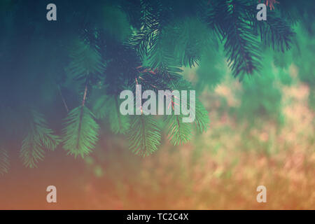 Background a texture furry spruce tree branches Stock Photo
