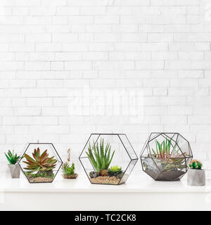 Succulent plants in florarium vases Stock Photo