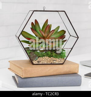 Florarium and books on table Stock Photo
