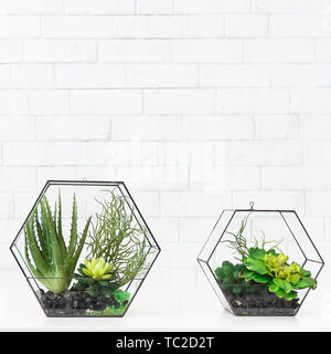 Succulent plants in florarium vases Stock Photo