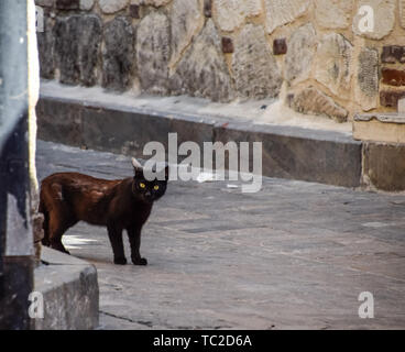 Black cat around the corner at home. Black cat runs across the road. Stock Photo