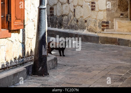 Black cat around the corner at home. Black cat runs across the road. Stock Photo