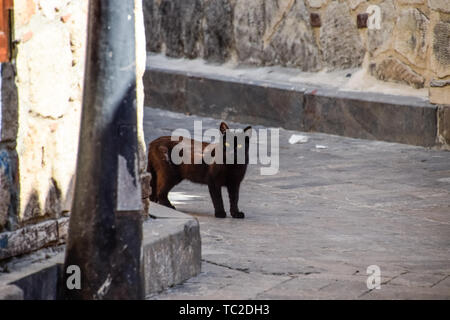 Black cat around the corner at home. Black cat runs across the road. Stock Photo