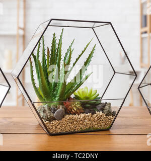 Succulent plants in florarium Stock Photo