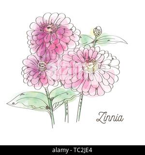 Beautiful pink zinnia on white background Stock Vector