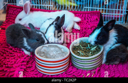 Dwarf bunnies on sale at the market. Stock Photo