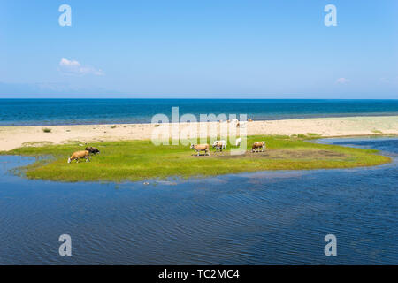 Cows grazing on the shores of lake Baikal in Russia Stock Photo
