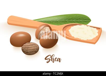 Ripe shea nuts and leaf. shi tree pods whole and cracked. Vitellaria paradoxa. Card template copy space. Oilplant for cooking, cosmetics, aromatherapy Stock Vector