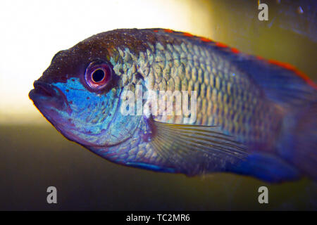 Portrait of a South American aquarium fish of the cichlid family called Laetacara curviceps Stock Photo