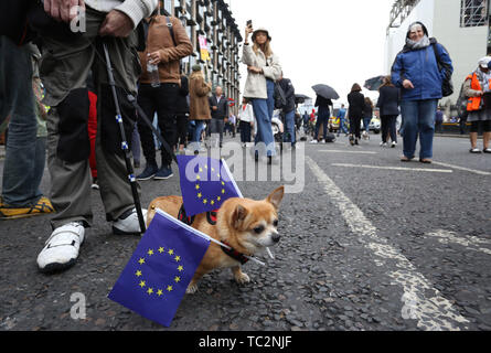 London, UK. 04th June, 2019. A dog with EU flags walks around Westminster. The President met The Prime Minister during his state visit to the UK. Donald Trump, State visit, Downing Street, London, UK on June 4, 2019. Credit: Paul Marriott/Alamy Live News Stock Photo