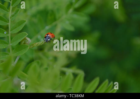 Seven-star ladybugs on green leaves Stock Photo