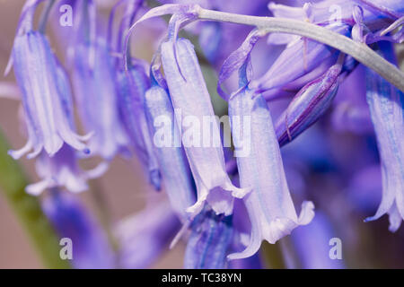 Bluebell flower close-up, Hyacinthoides non scripta Stock Photo