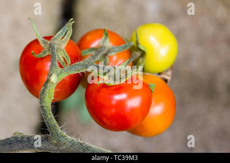 Close-up on ripe tomato and green tomatoes growing on vine in greenhouse in garden