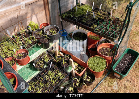 Seedlings are Growing in Greenhouse in Garden at the Spring Season Stock Photo