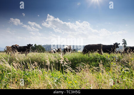 beafs on new zealand pasture in sunny day Stock Photo